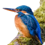Kingfisher standing_500x500_quantumleapwithjoy